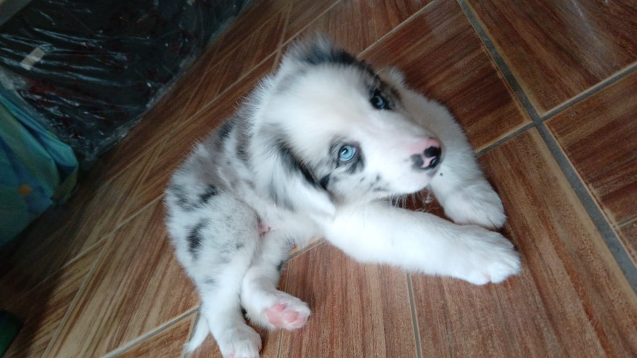 Portal Vendocão Filhote de border collie puro Criciúma