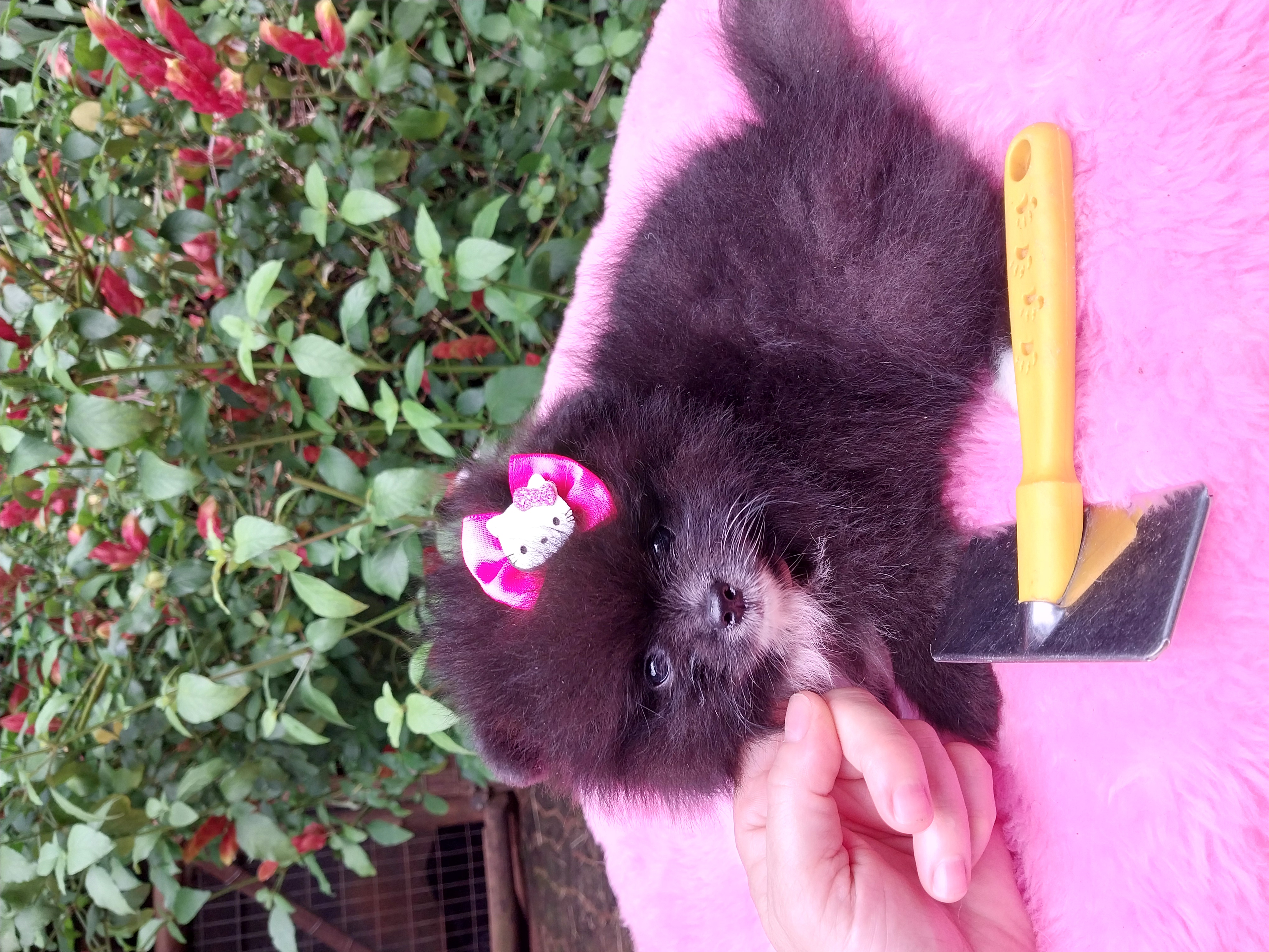 Portal Vendocão Lulu da Pomerânia  Jundiaí 
