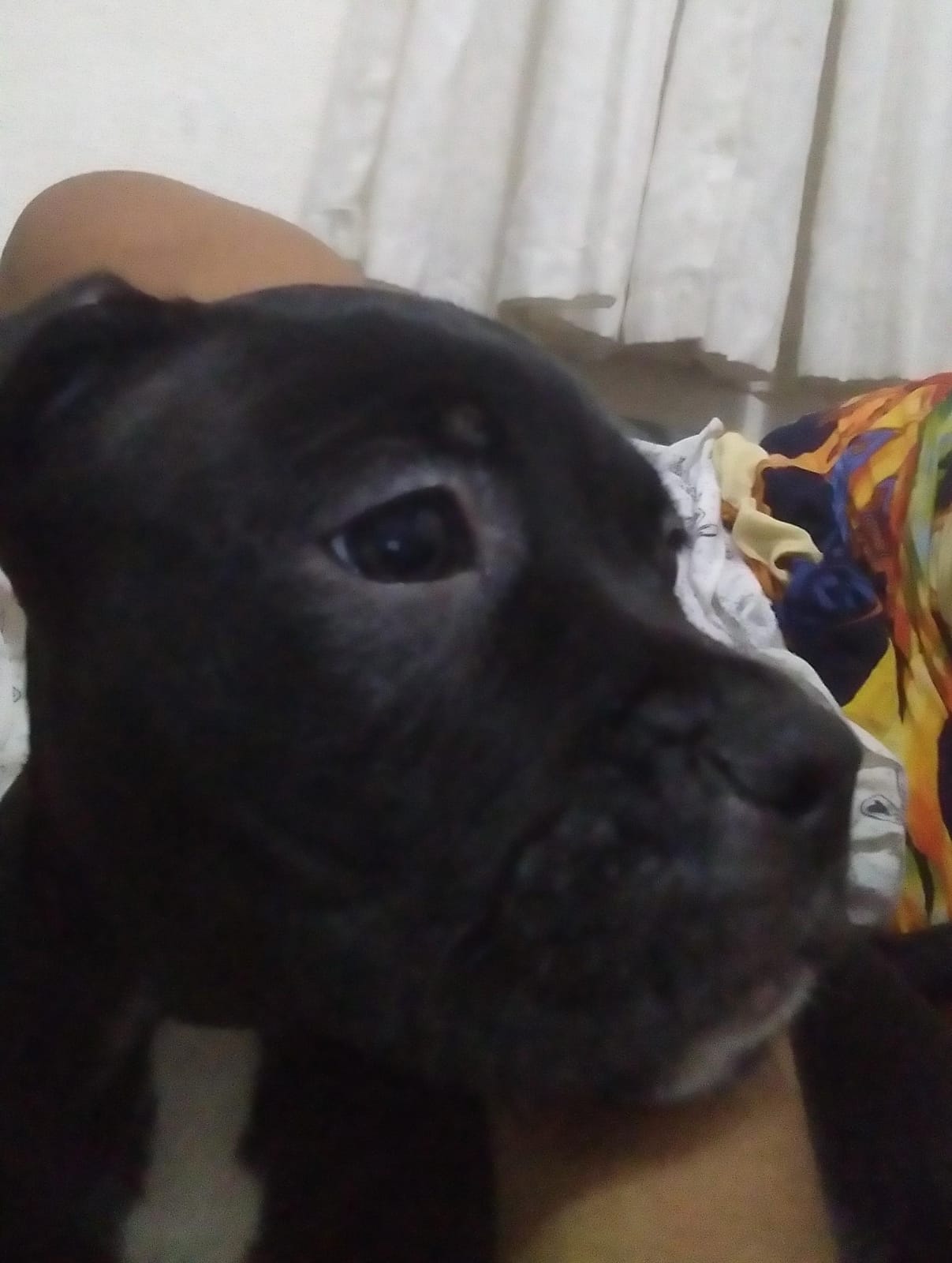 Portal Vendocão Filhote de American Staffordshire Terrier - Já Adestrado! Recife