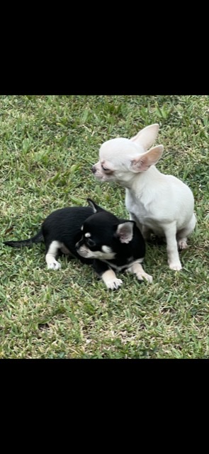 chihuahuas filhotes - Foto 1