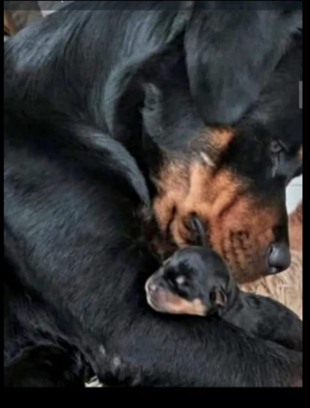 Vendo filhotes de rottweiler puros  - Foto 1