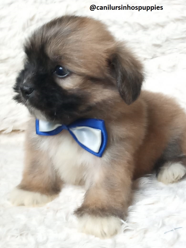 Portal Vendocão lhasa apso bebes pronta entrega #canilursinhospuppies  guarulhos