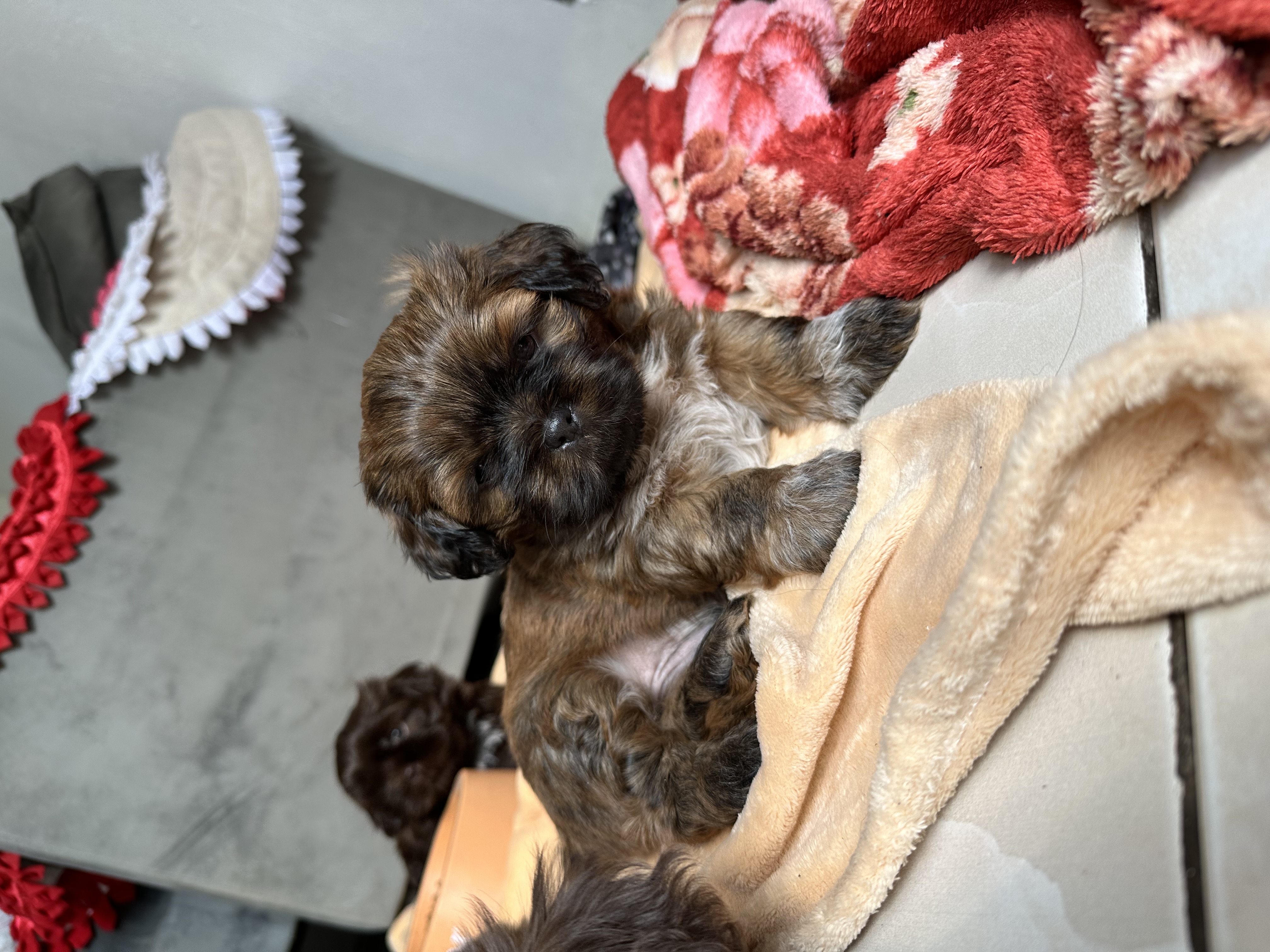 Portal Vendocão Filhote Shih Tzu Macho Canoas