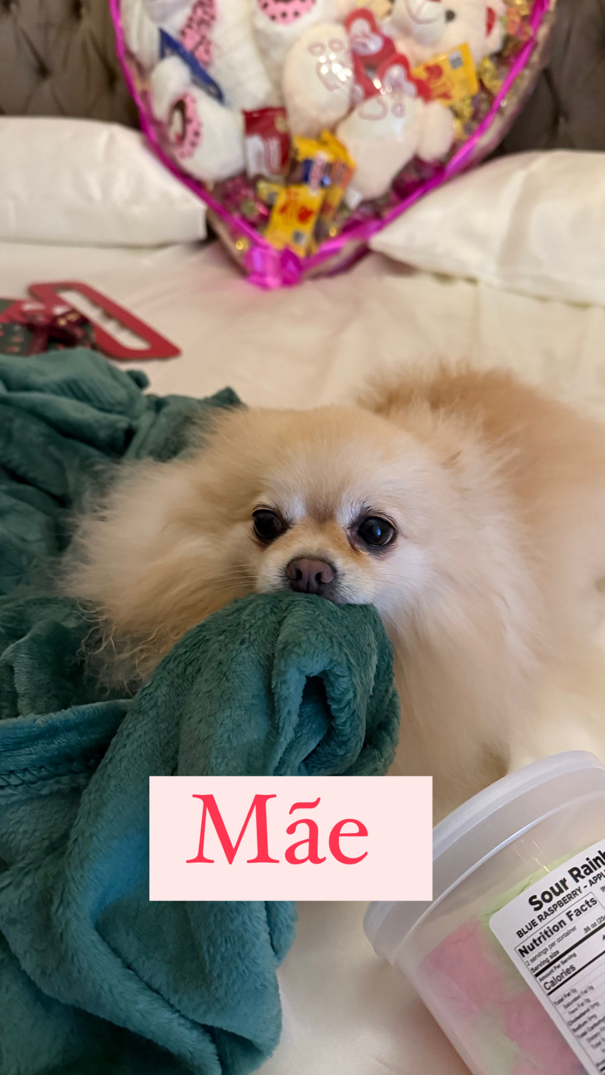 Portal Vendocão Lulu da pomerania  São Paulo 