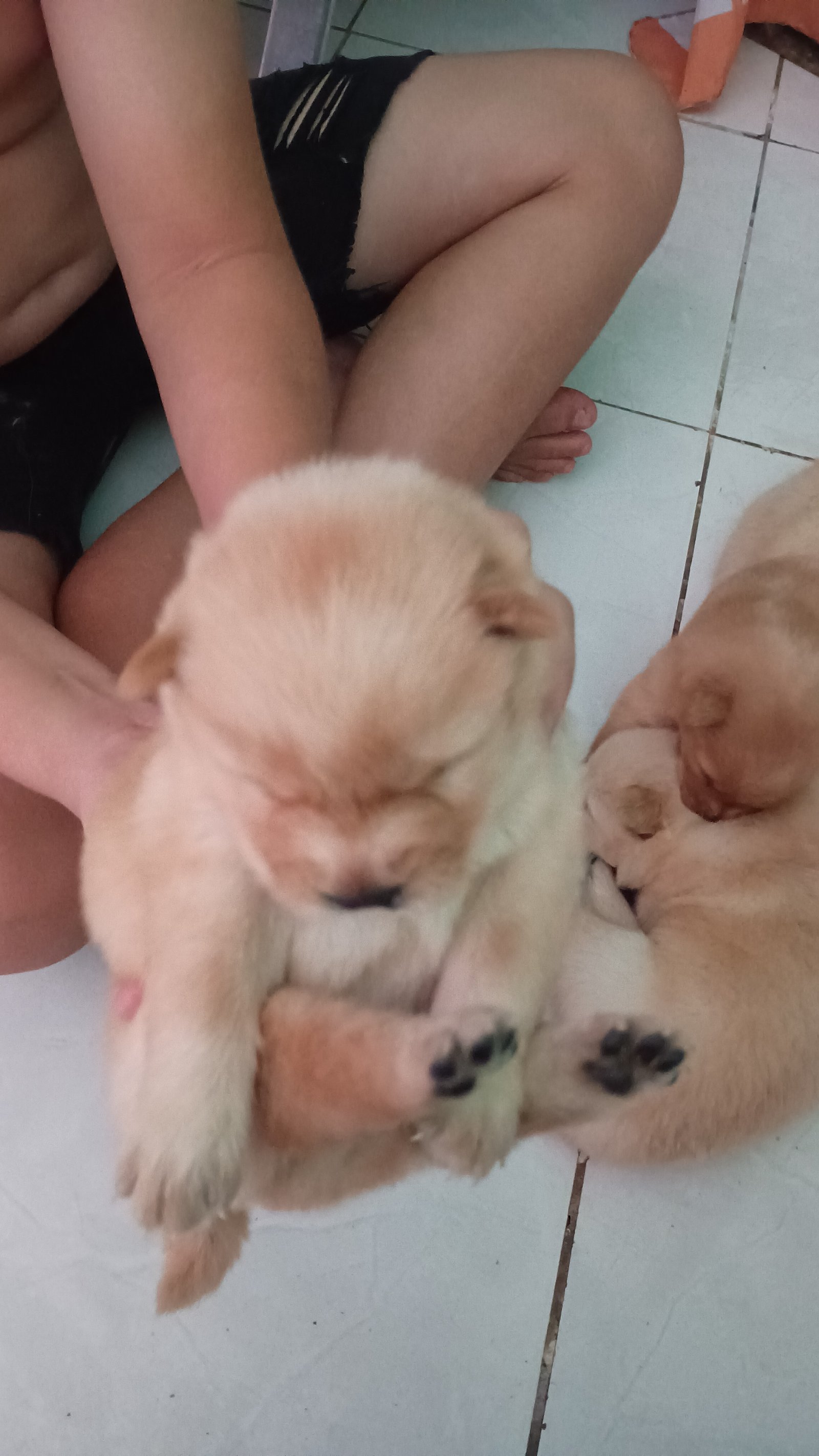 Filhotes de Chow Chow  - Foto 1
