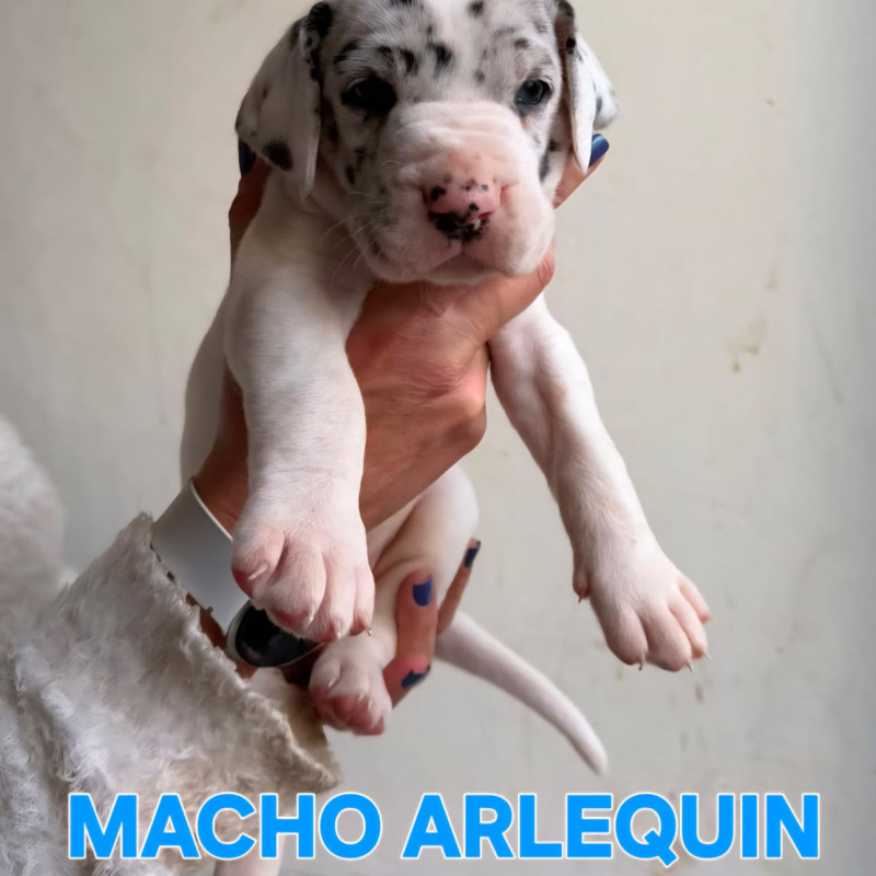 Linda ninhada de Dogue Alemão - Foto 2