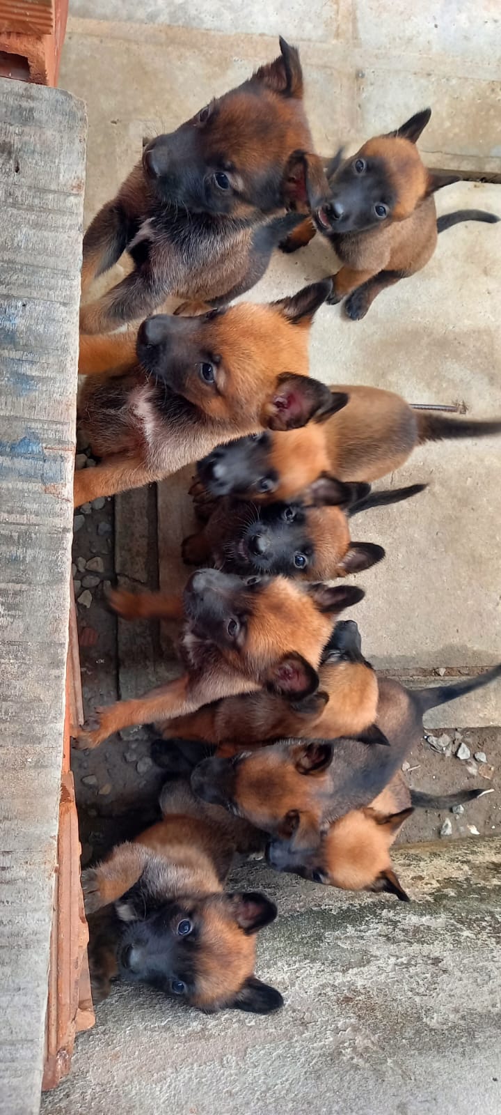 Portal Vendocão Pastor Belga malinois promoção  João Pessoa