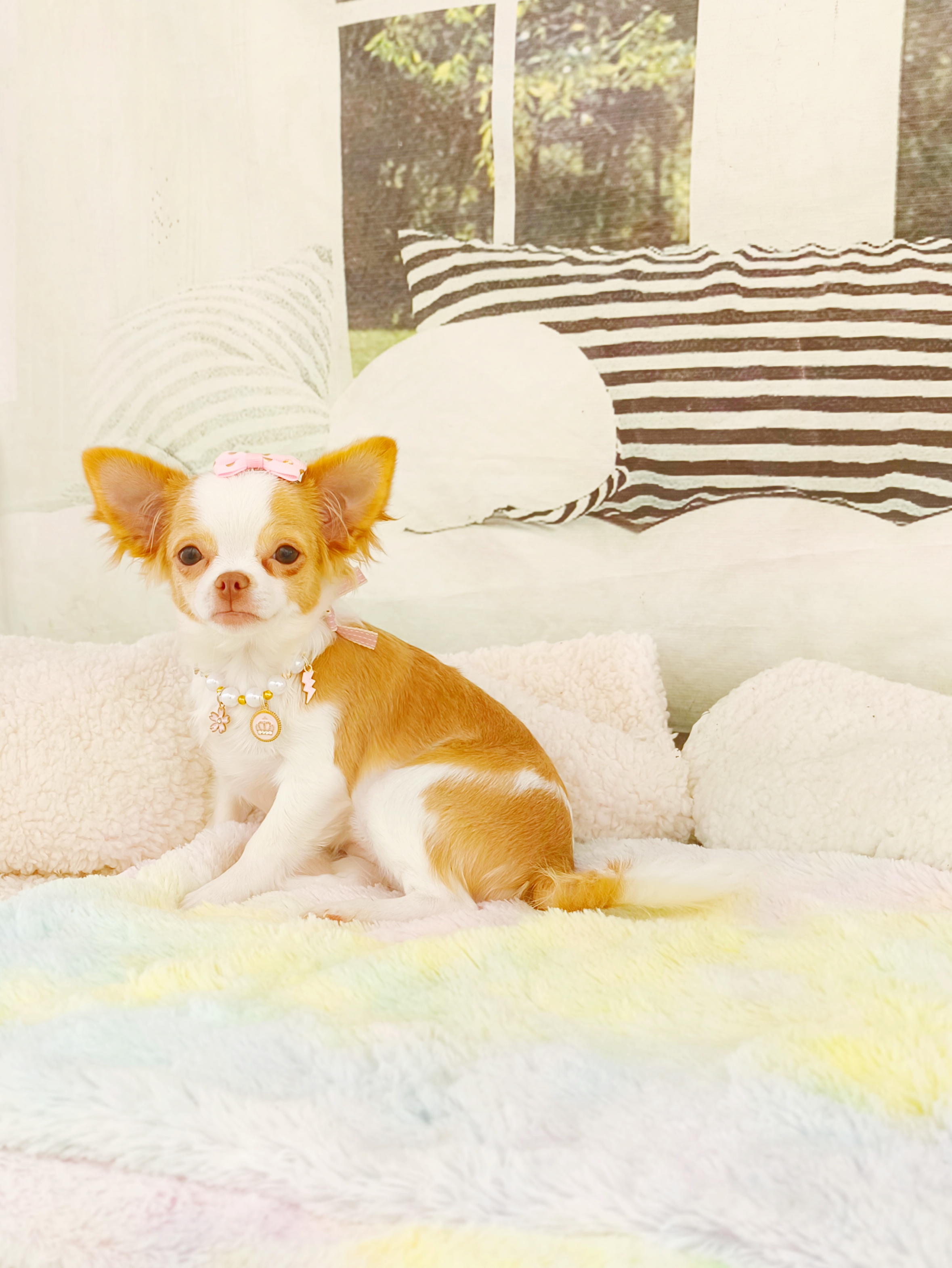 Chihuahua