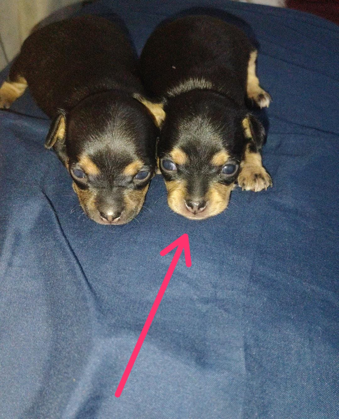 Pinscher - Foto 1