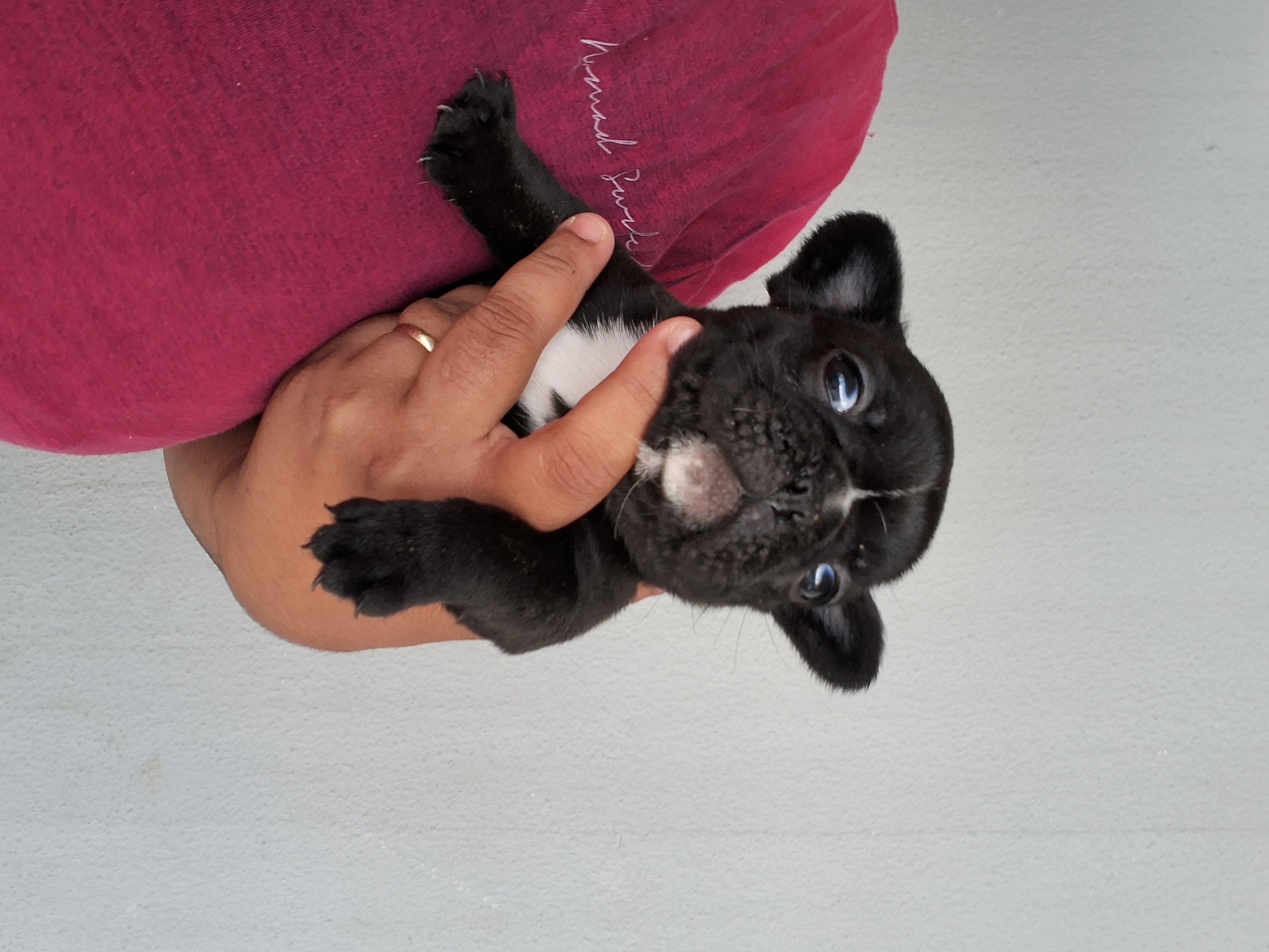 Filhotes de Bulldog francês  - Foto 3