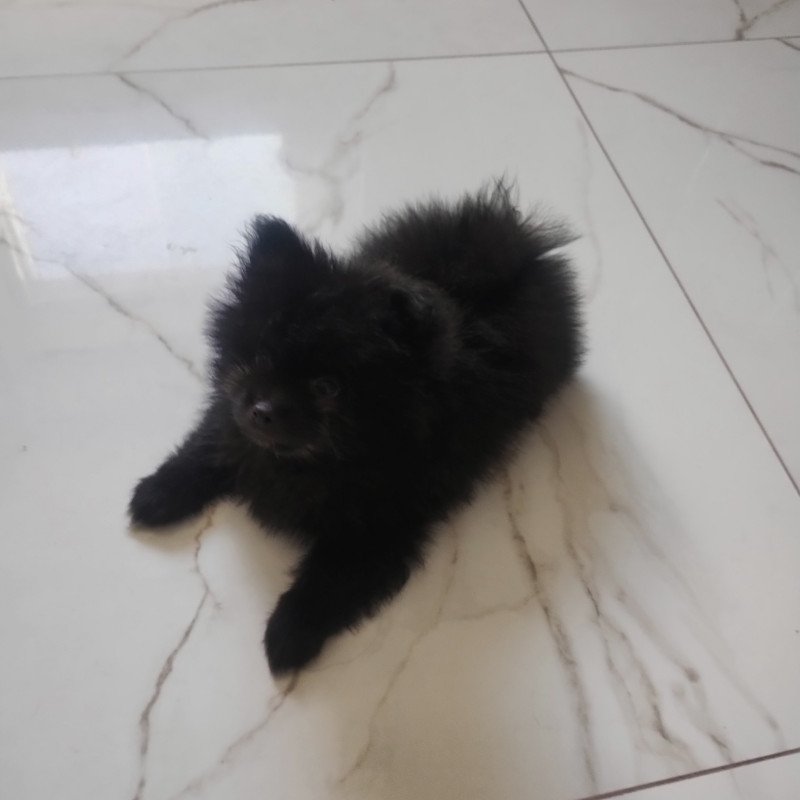 Lulu da Pomerânia - Foto 3