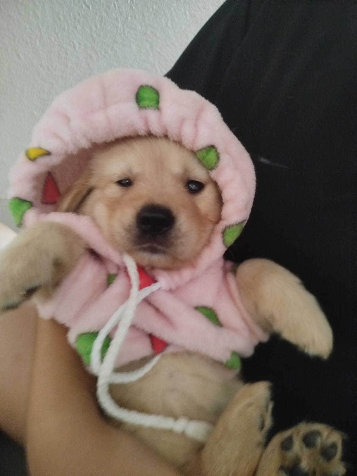 Portal Vendocão Golden Retriever  Sarandi 