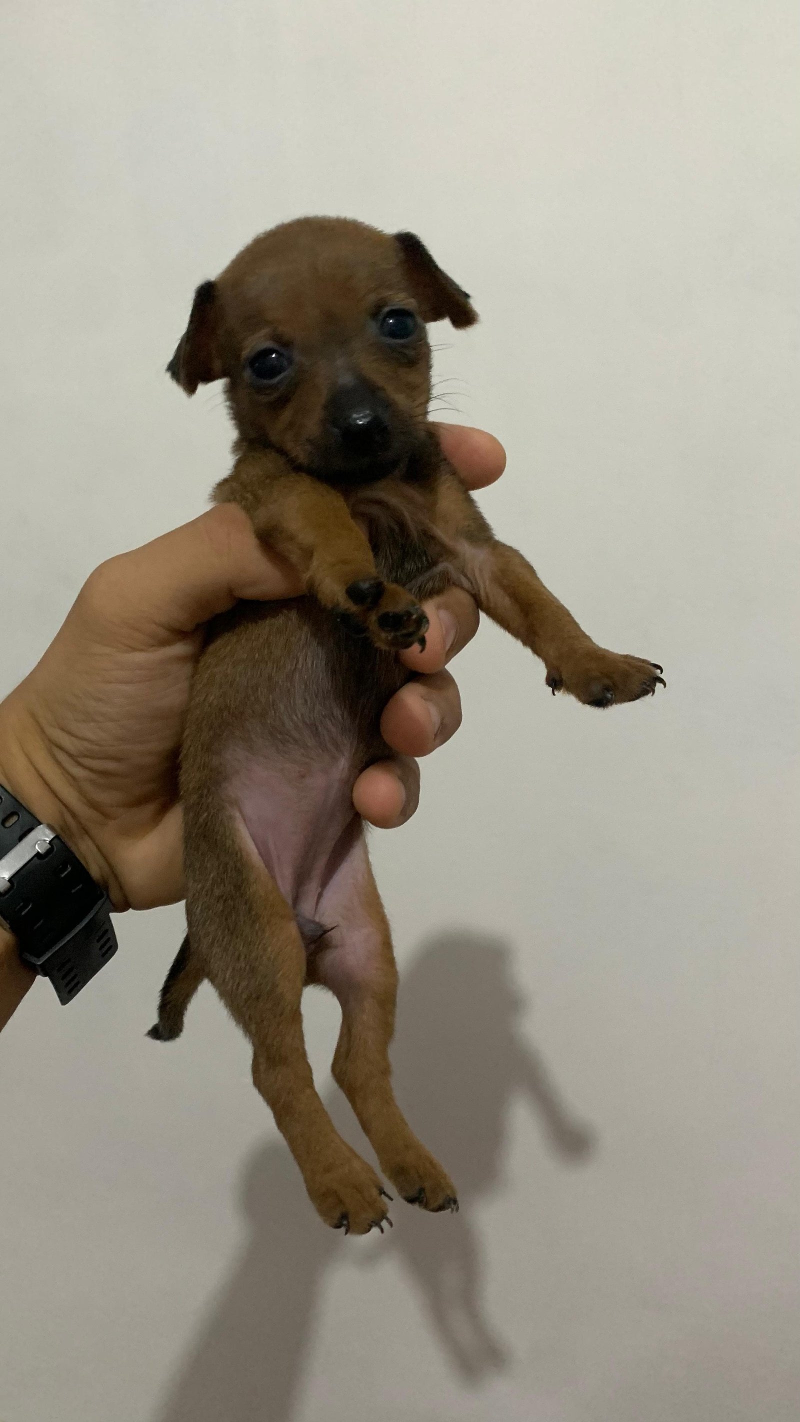 Filhotes de pinscher - Foto 3