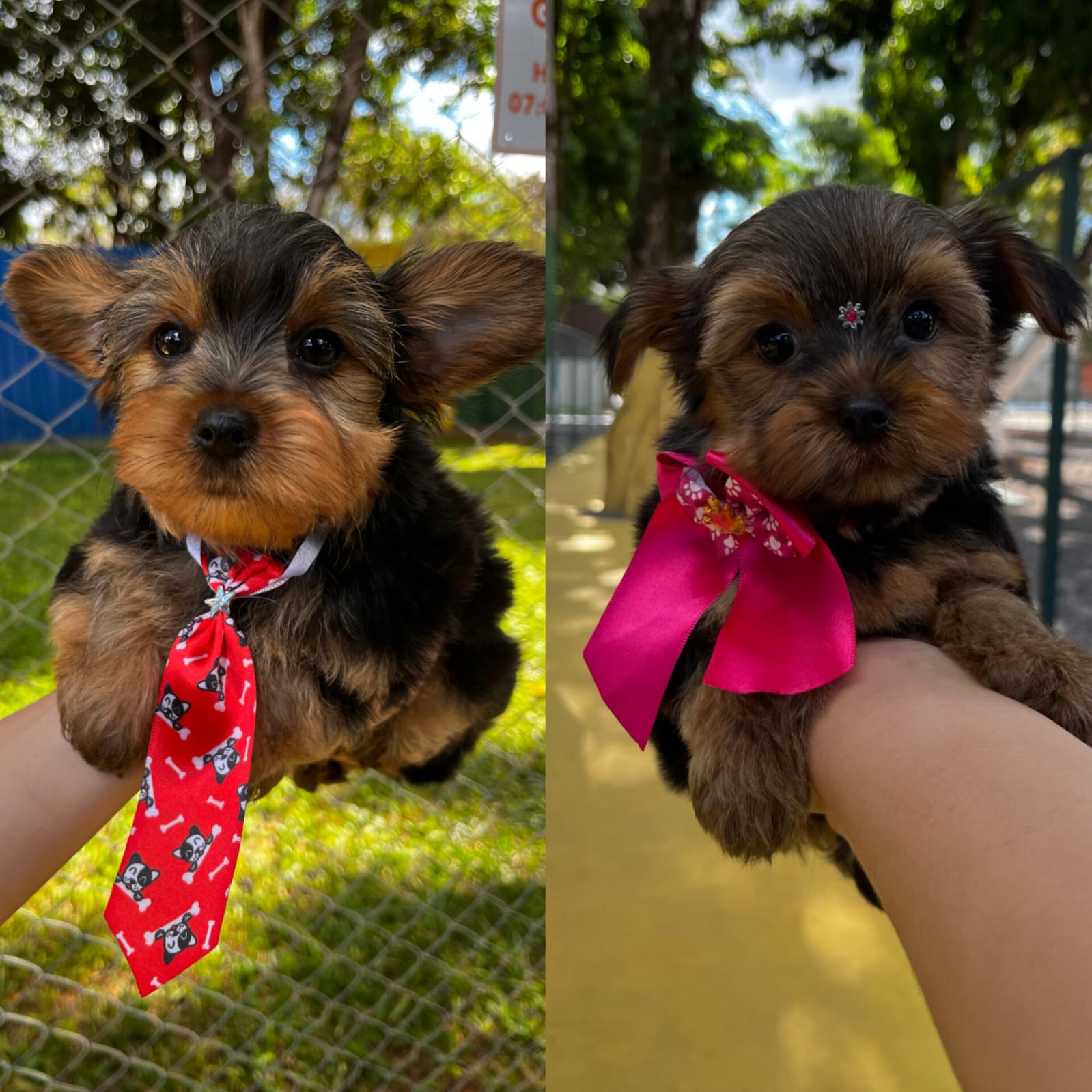 Portal Vendocão FILHOTES DE YORKSHIRE  Brasília