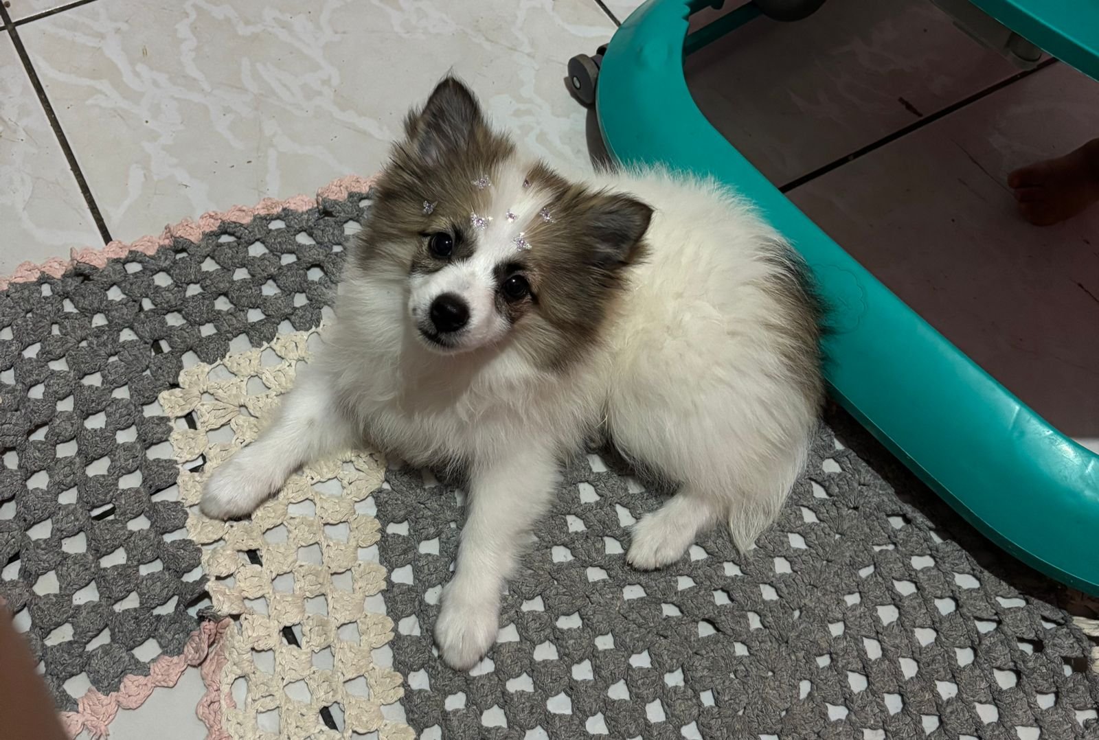 Lulu da Pomerânia - Foto 1