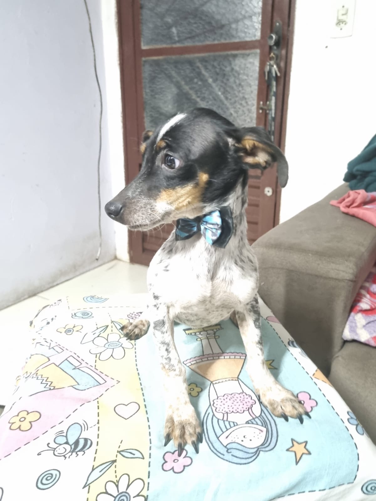 Portal Vendocão Vendo fox paulistinha  São Leopoldo 