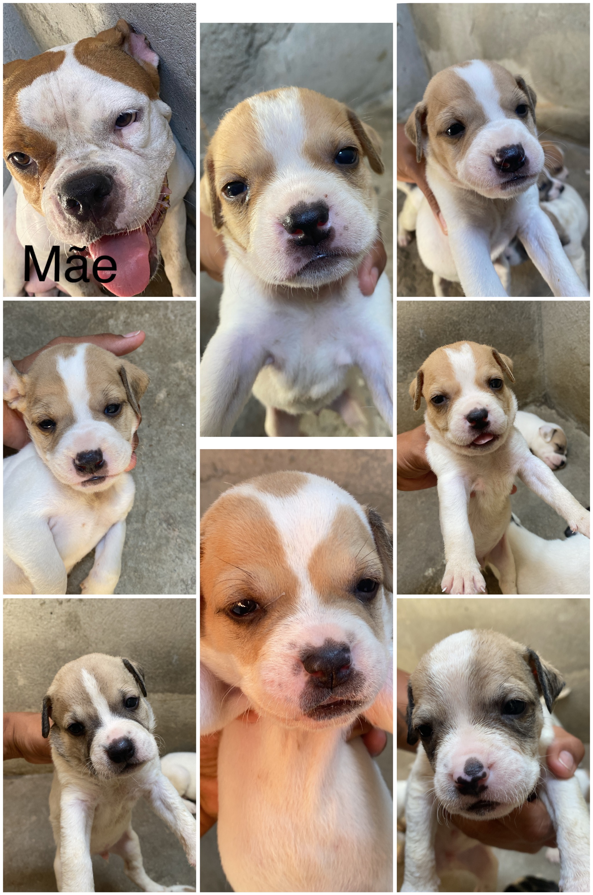 Portal Vendocão Vendo 5 filhotes de pitbull dogue João Pessoa 