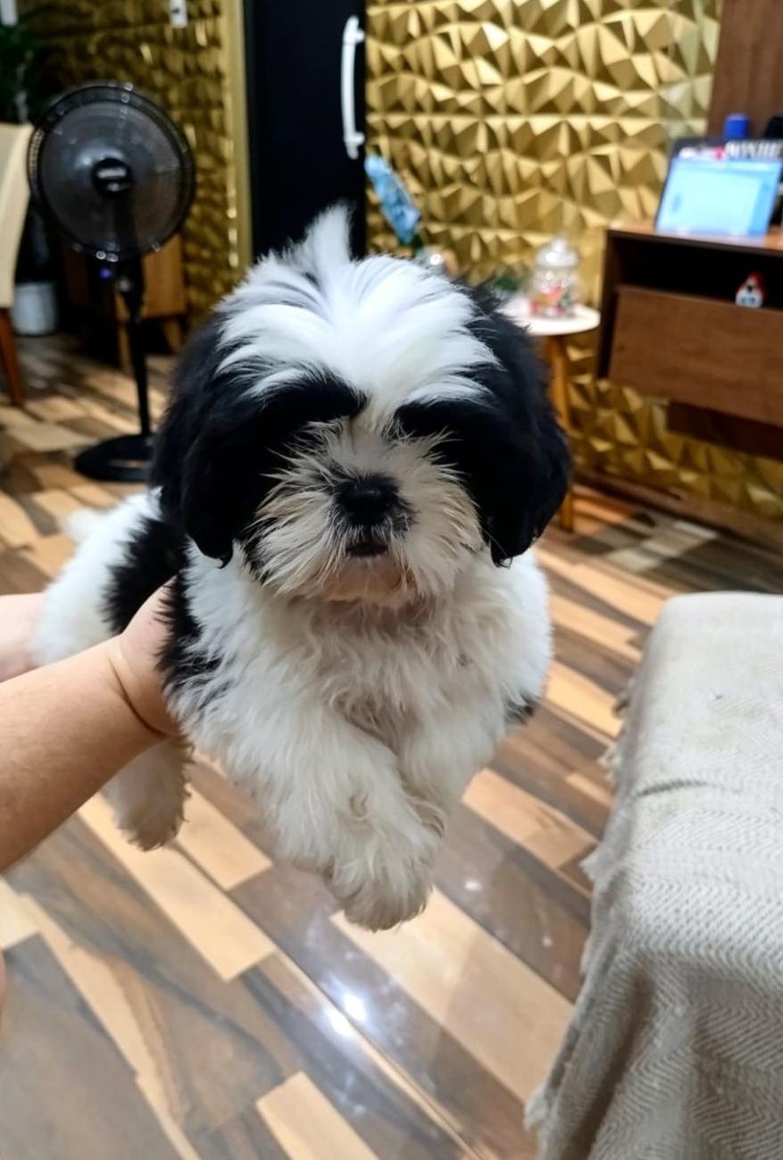Doguinho  - Foto 1