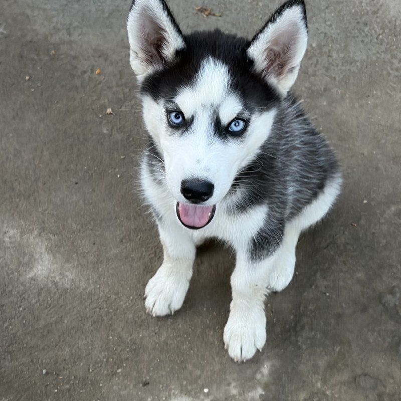 🐺❄️ Husky Siberiano de Ótima Linhagem —  Beleza, Elegância e Exclusividade!