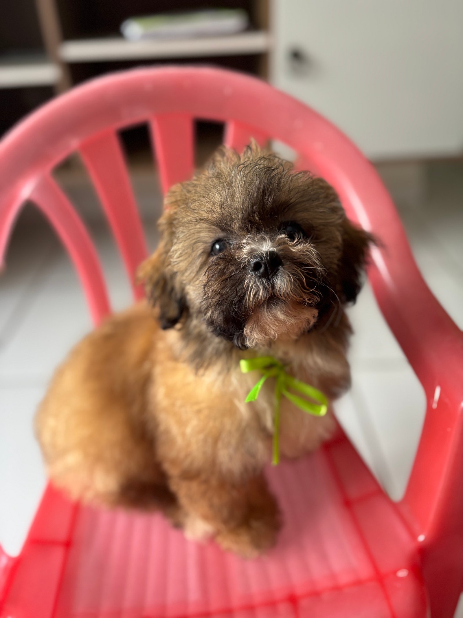Cachorra  - Foto 1
