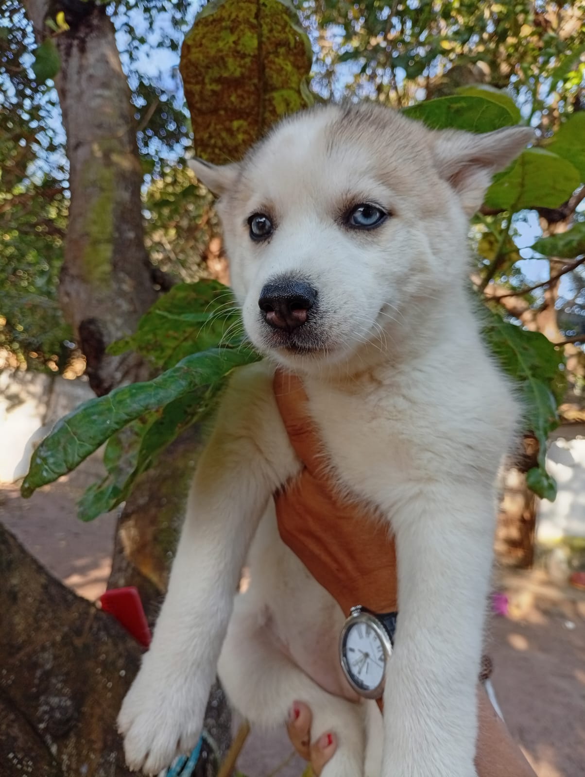 Tenho lindos filhotes filhotes de husky siberiano puros disponíveis  - Foto 3