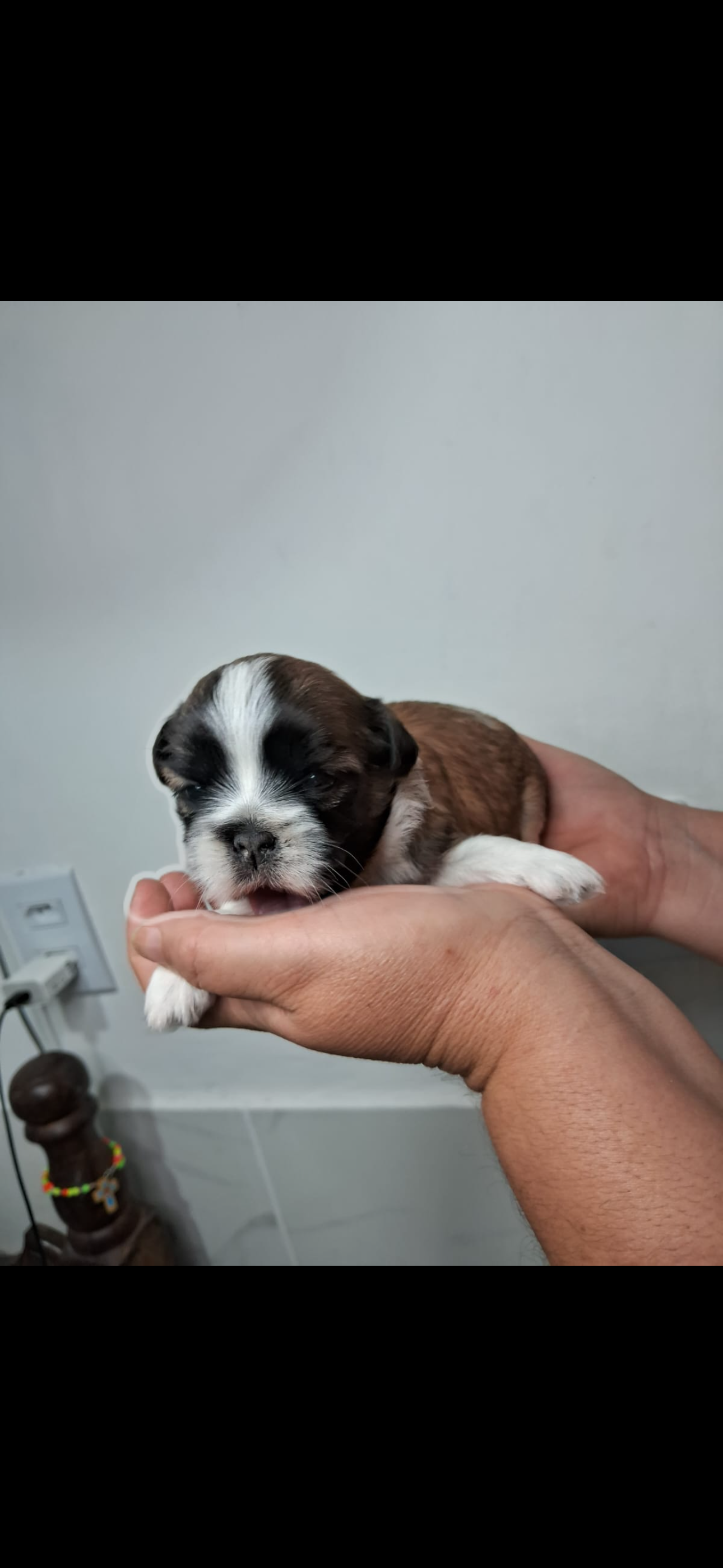 Vender shih tzu - Foto 3
