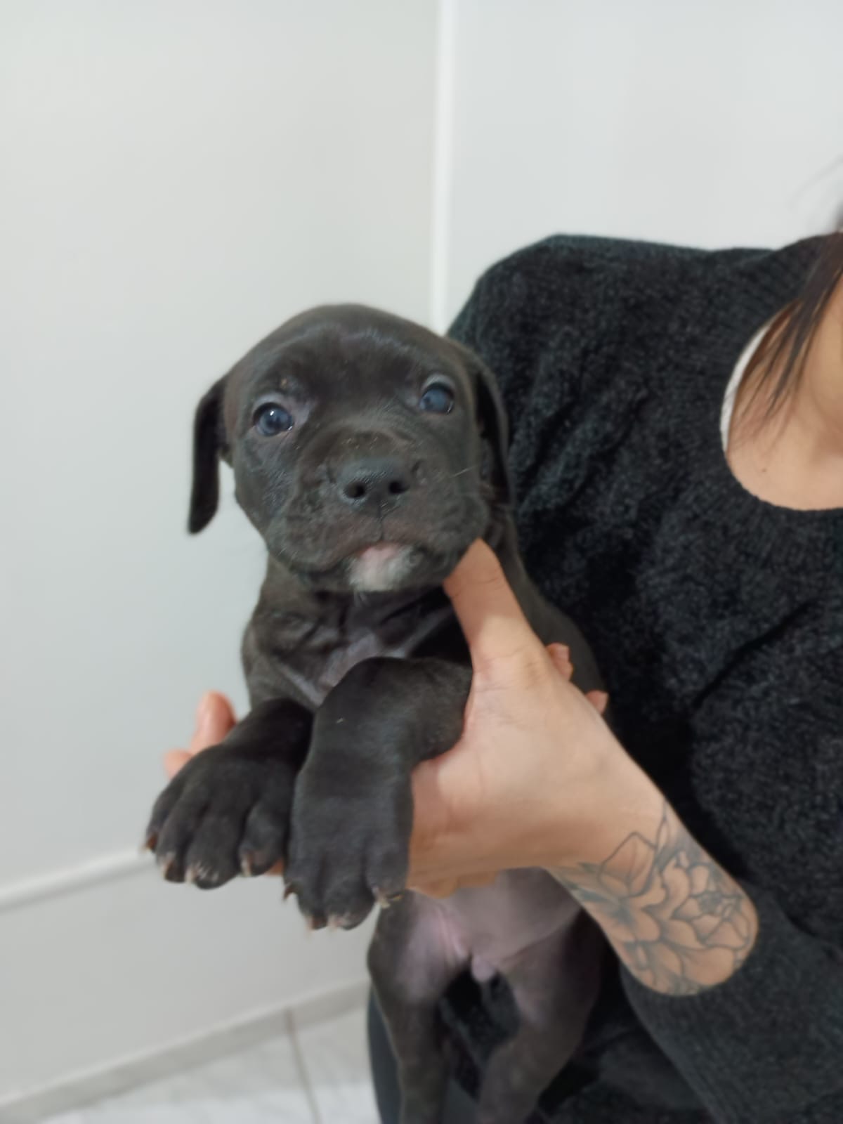 Vendo filhotes de Pitbull desverminados - Foto 2