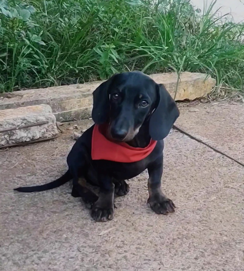 Portal Vendocão Filhote Dachshund miniatura macho Black LEGÍTIMO  Artur Nogueira