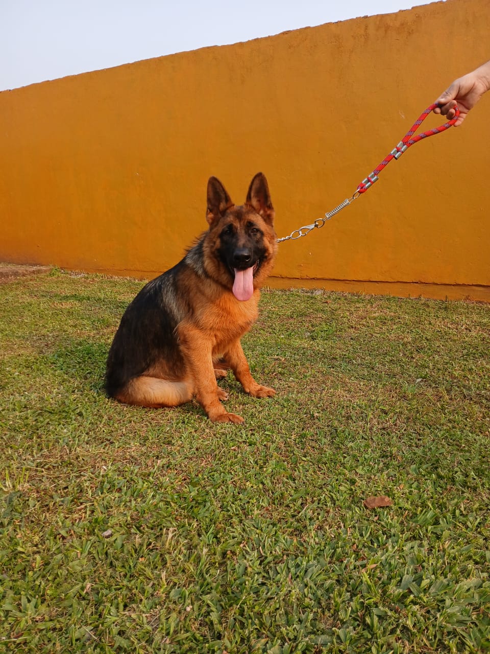 Filhote de Pastor Alemão  - Foto 4