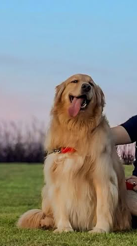 Portal Vendocão Filhotes de Golden Retriever  Mogi Das Cruzes