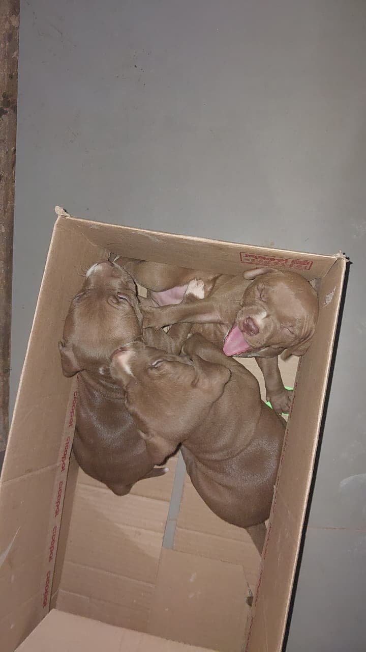 Filhotes Pitbull  - Foto 1