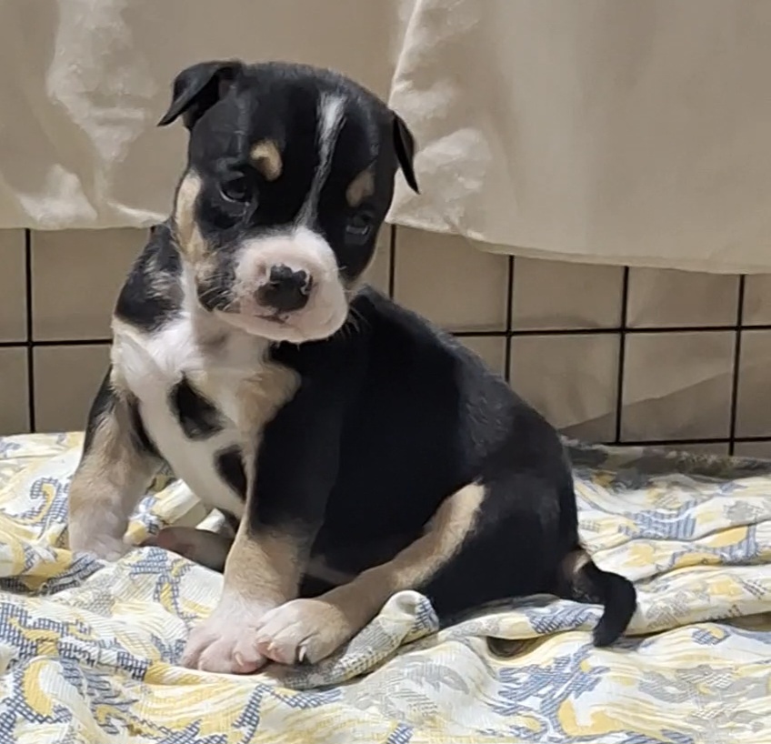 Portal Vendocão Fêmea american bully  São João del rei 