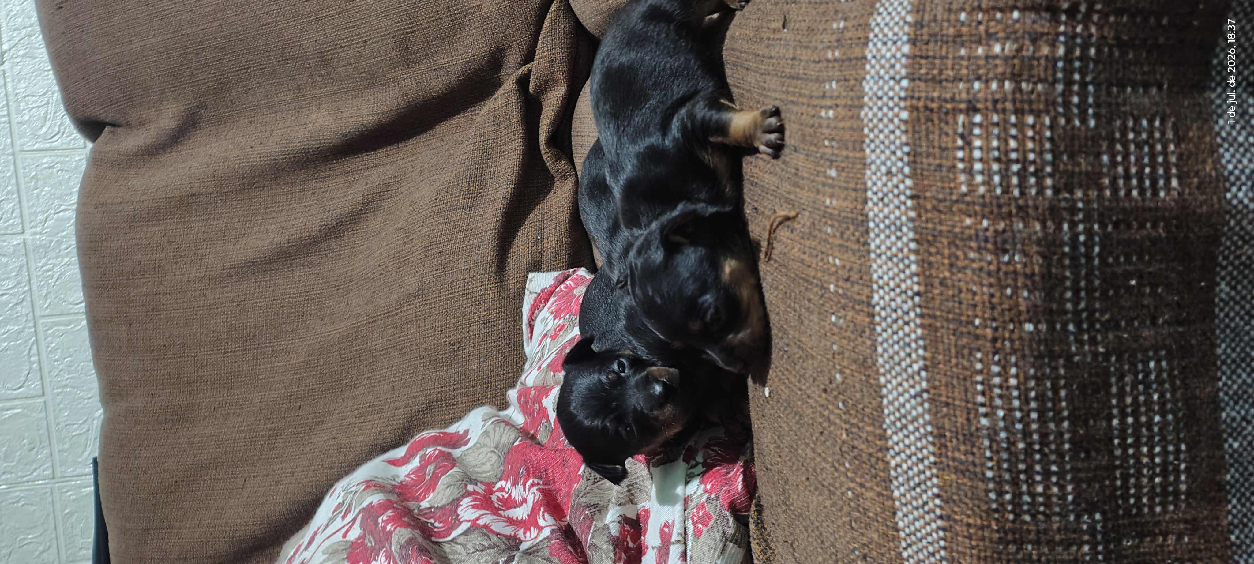 Pinscher - Foto 2