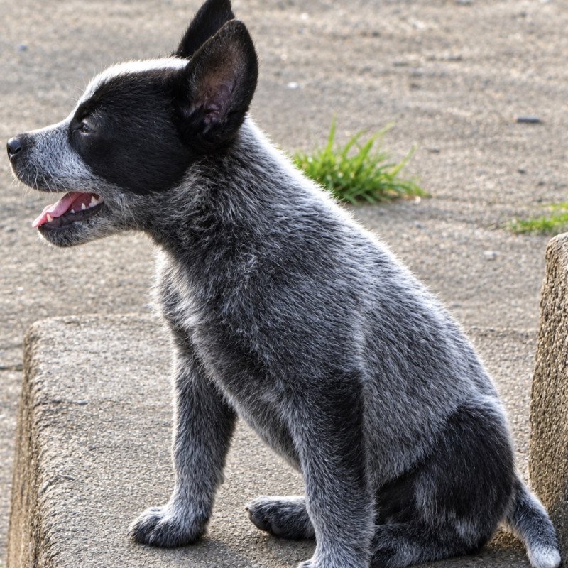Lindos filhotes de Blue Heeler e Red Heeler, Boiadeiro Australiano. Super sadios e espertos! Com Cowsense!