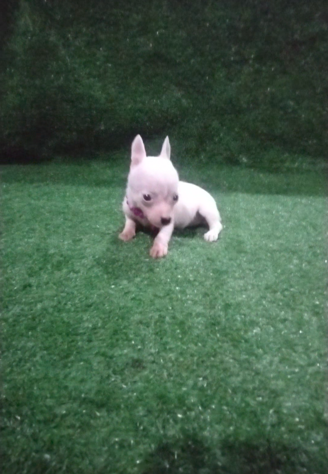 Portal Vendocão Pinscher branca exótica  Vila velha 