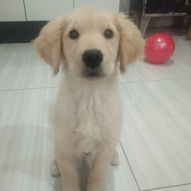 Golden Retrivier filhote