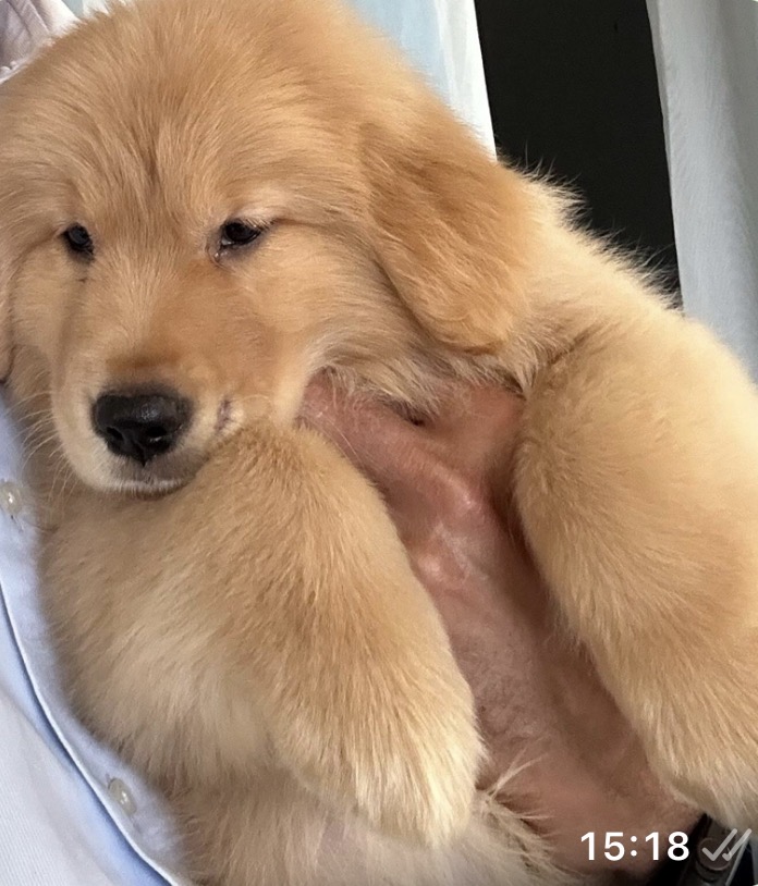 Filhotes de Golden Retriever - Foto 2