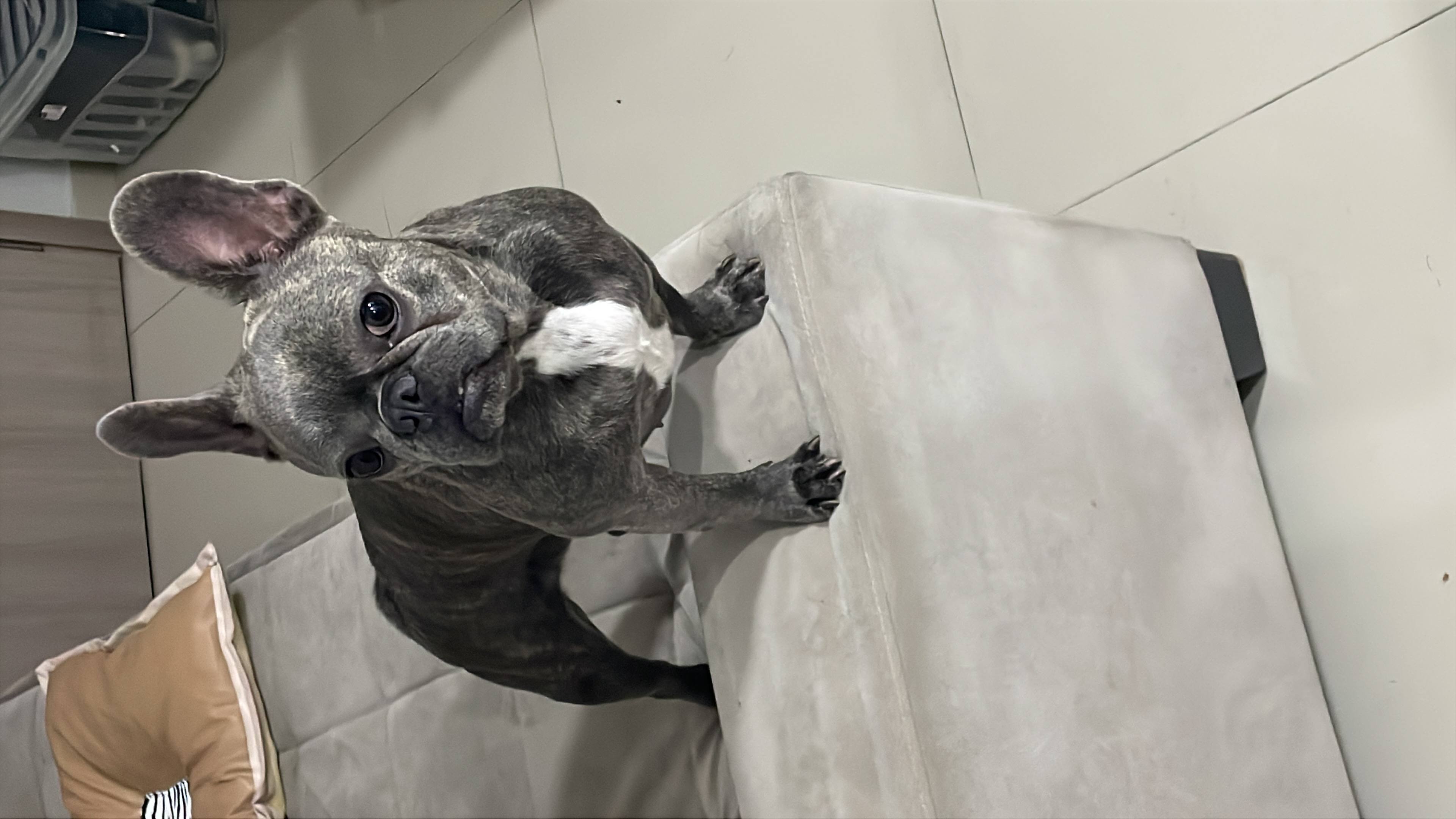 Bulldog francês fêmea 