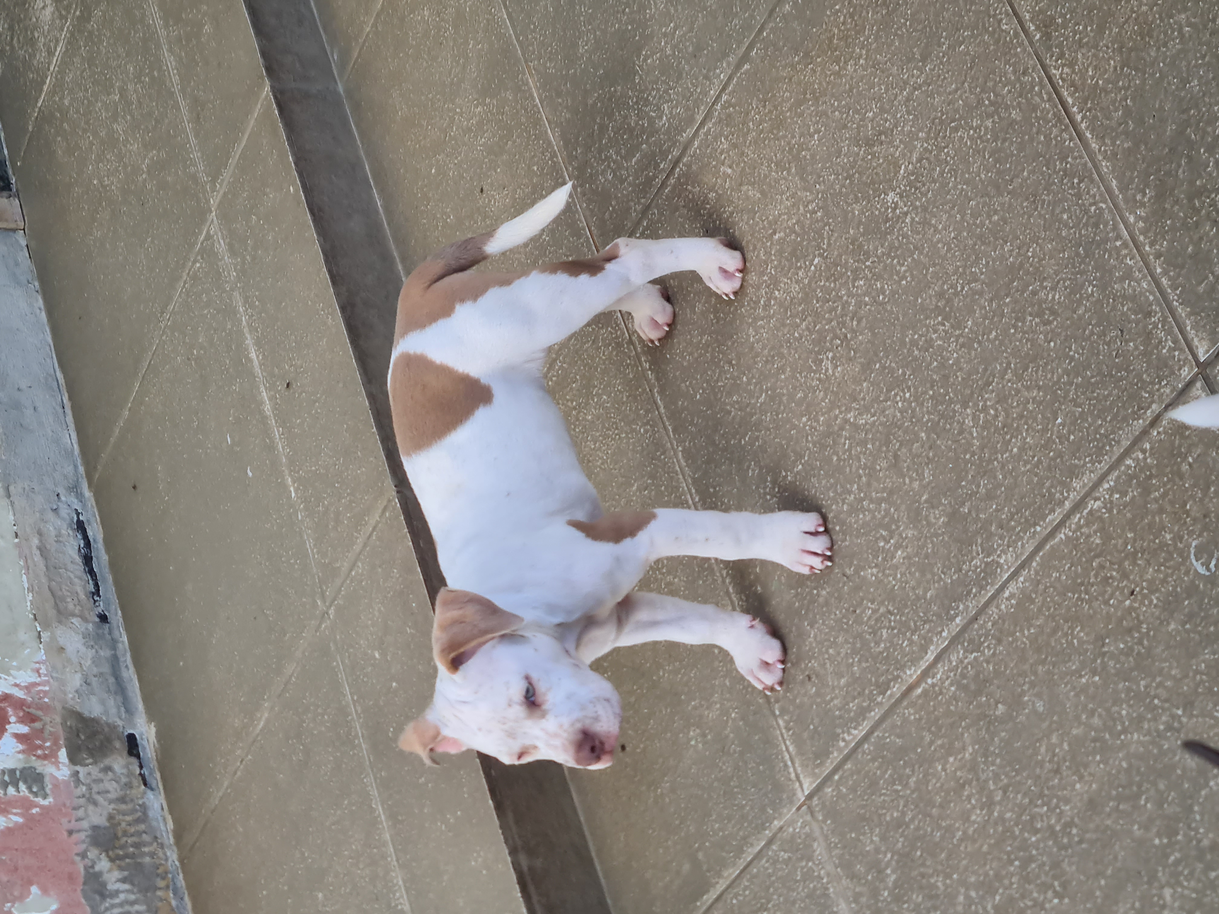Portal Vendocão Filhotes de American Bully Vila Velha