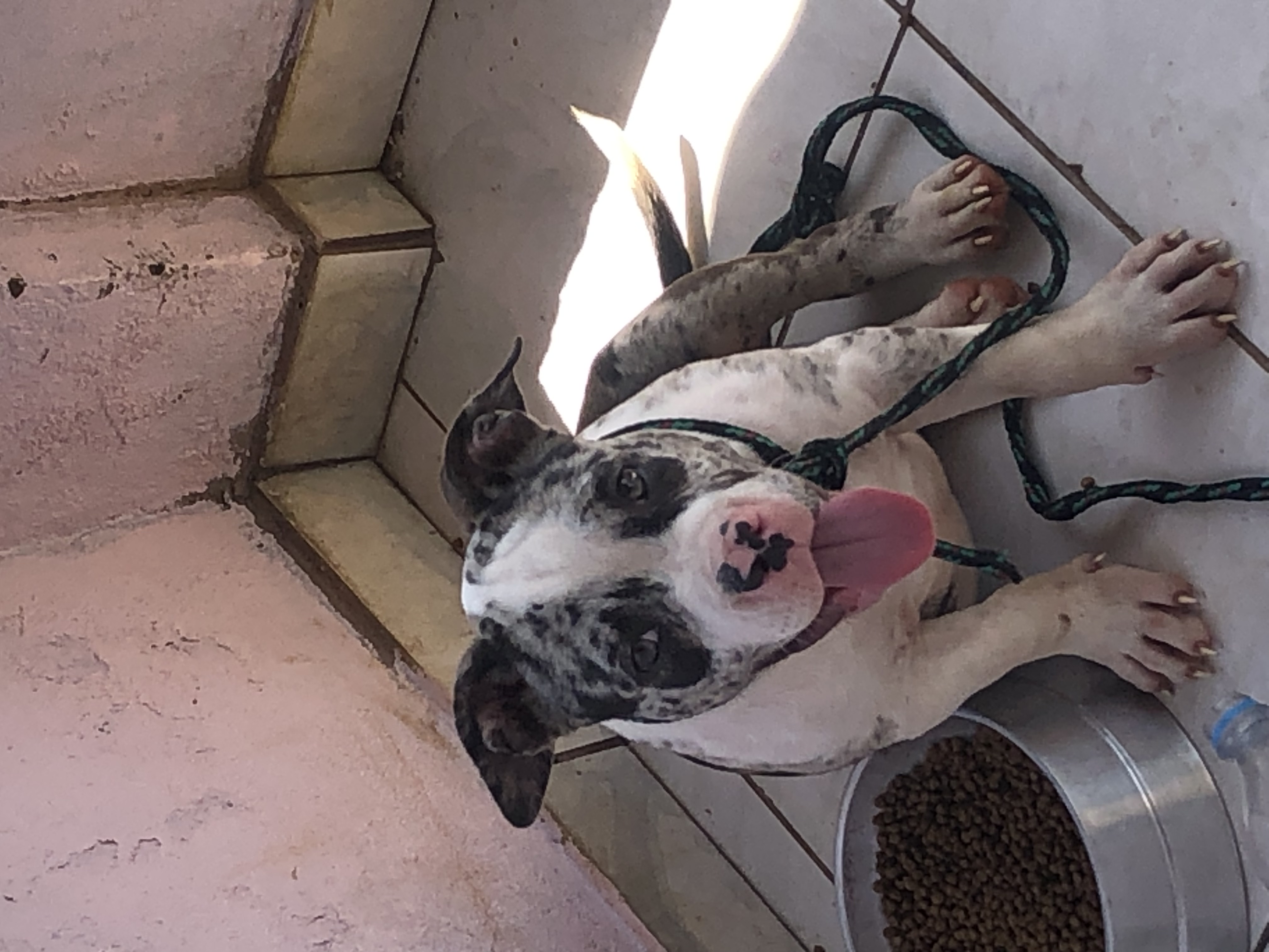 Filhote american bully Merli exótico  - Foto 1