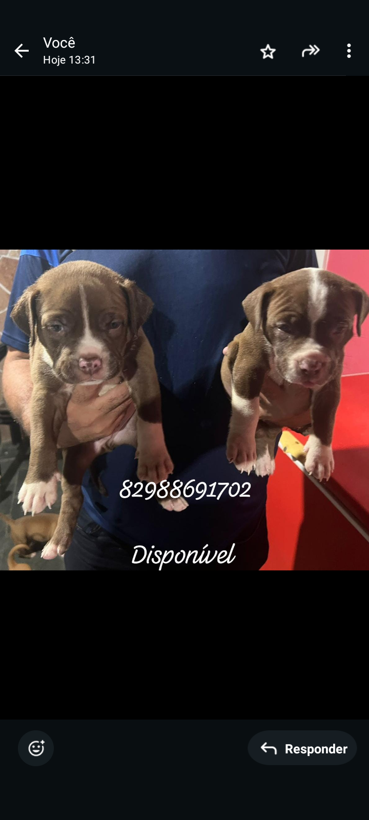 Portal Vendocão Vendo filhotes pitmoster Maceió 
