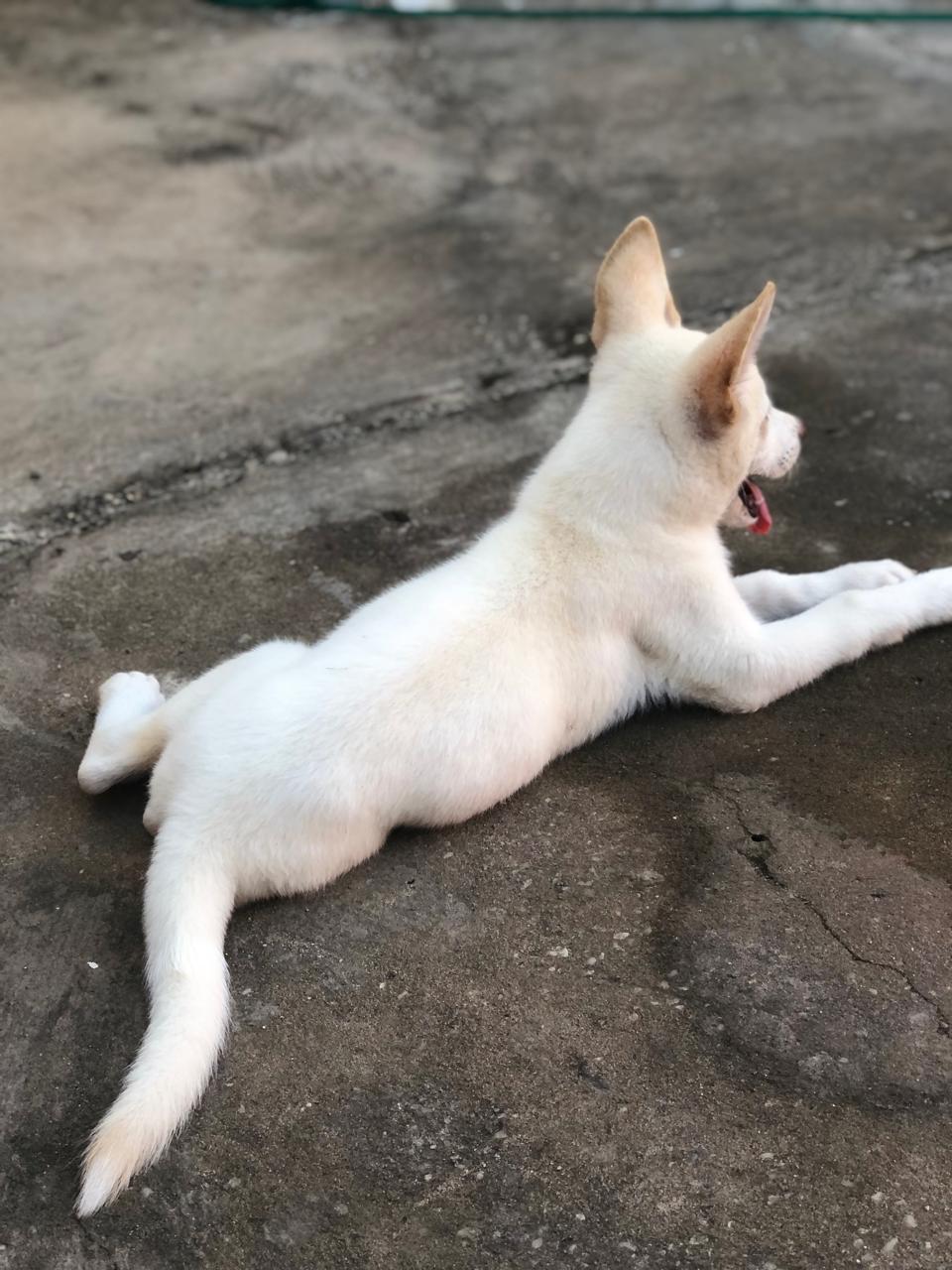 Portal Vendocão Akita Americano  Teresina
