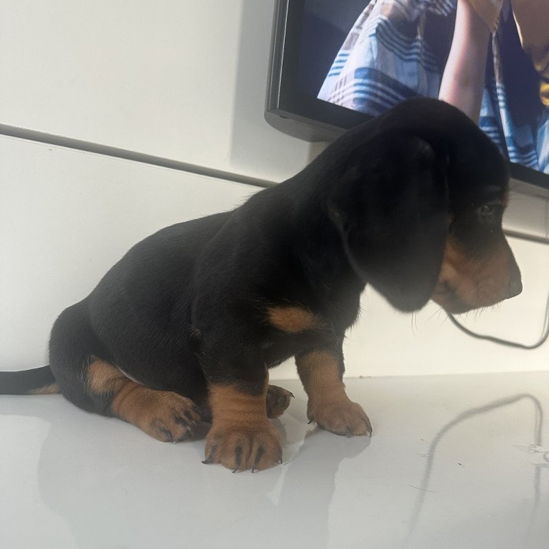 DACHSHUND RJ