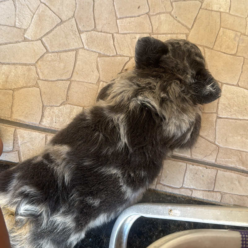 Bulldog Francês Macho – Lilac Tan Merle Fluffy com Pedigree - Foto 4