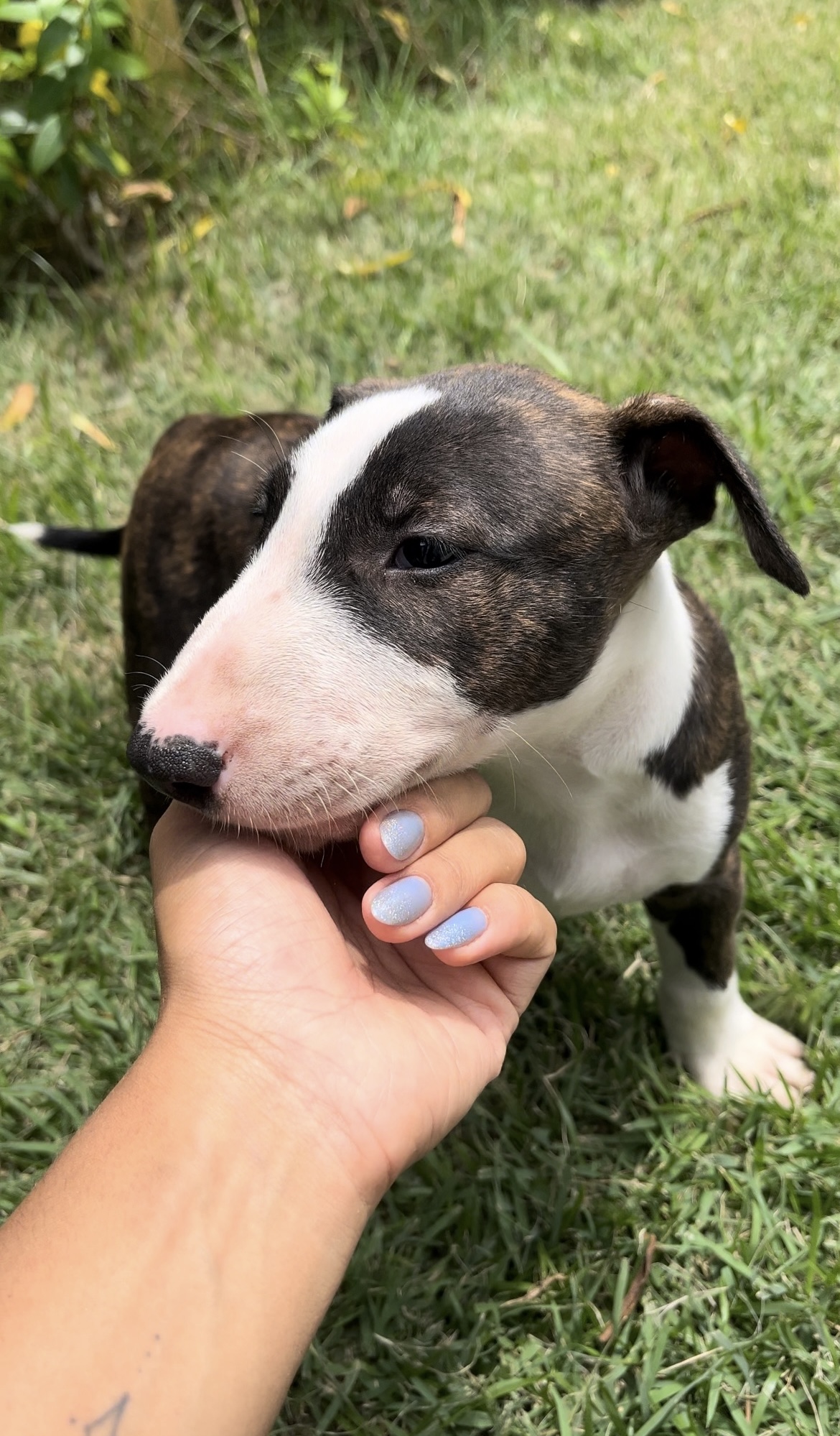 Portal Vendocão RARIDADE EM ARACAJU! Filhotes bull terrier Aracaju