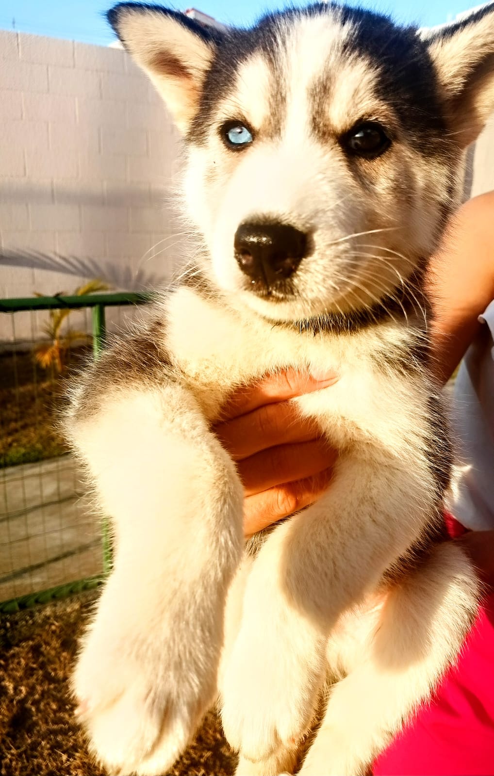 Portal Vendocão Filhotes de husky siberiano  Feira de Santana