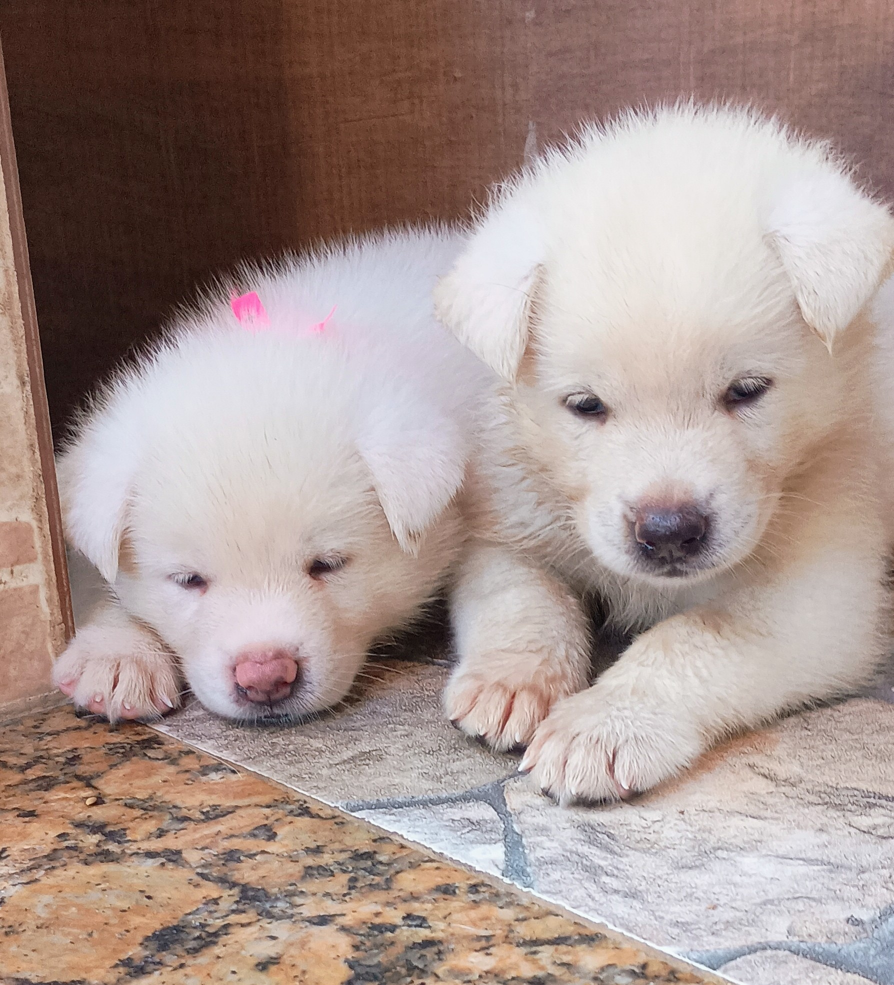 Portal Vendocão Filhotes de Akita Inu  São Gonçalo