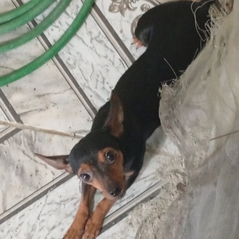 Vendo fêmea linda