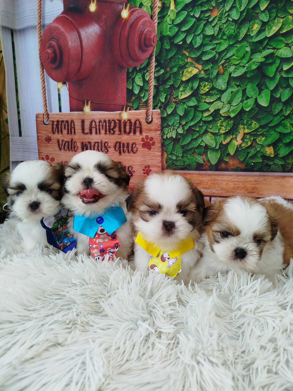 Portal Vendocão Shih tzu maravilhosos Baixada santista 