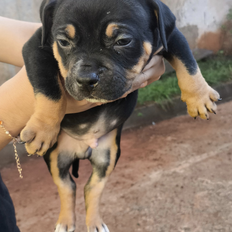 Filhotes de Pit Bull - Foto 3